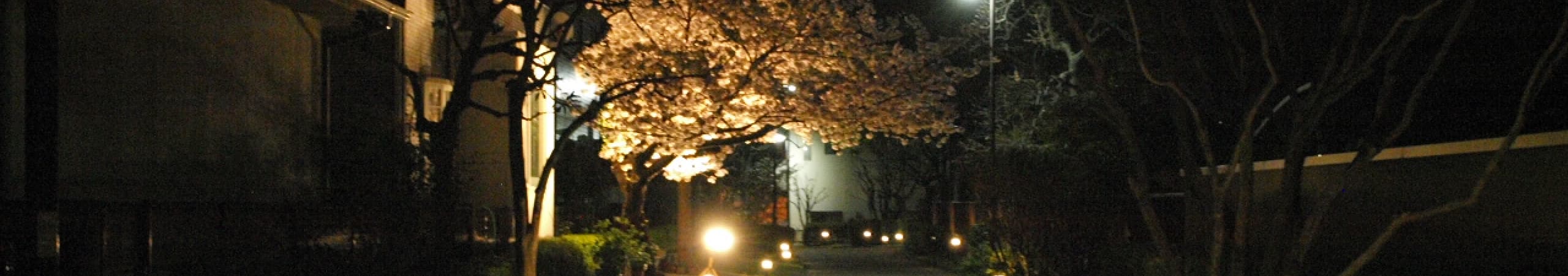 sakura